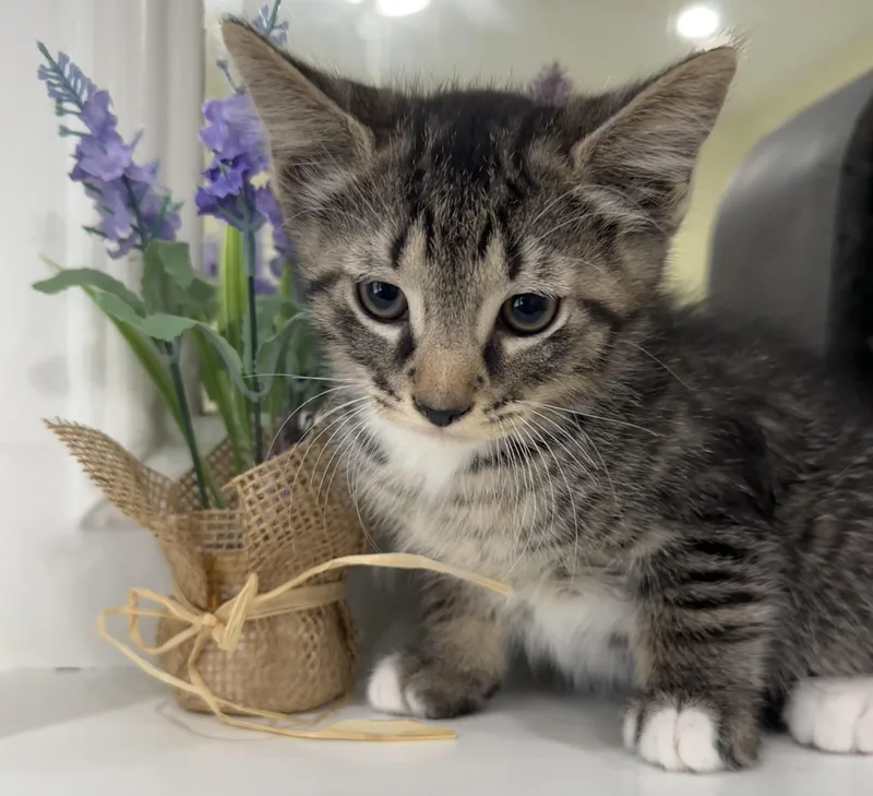 A baby small-sized male Tabby (Brown / Chocolate) Domestic Short Hair cat named Nickel for adoption in Lawrenceville, GA