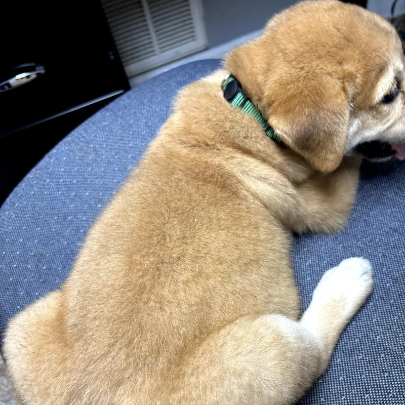 A baby medium-sized male Yellow / Tan / Blond / Fawn Labrador Retriever dog named Yankee for adoption in Mount Pleasant, TX