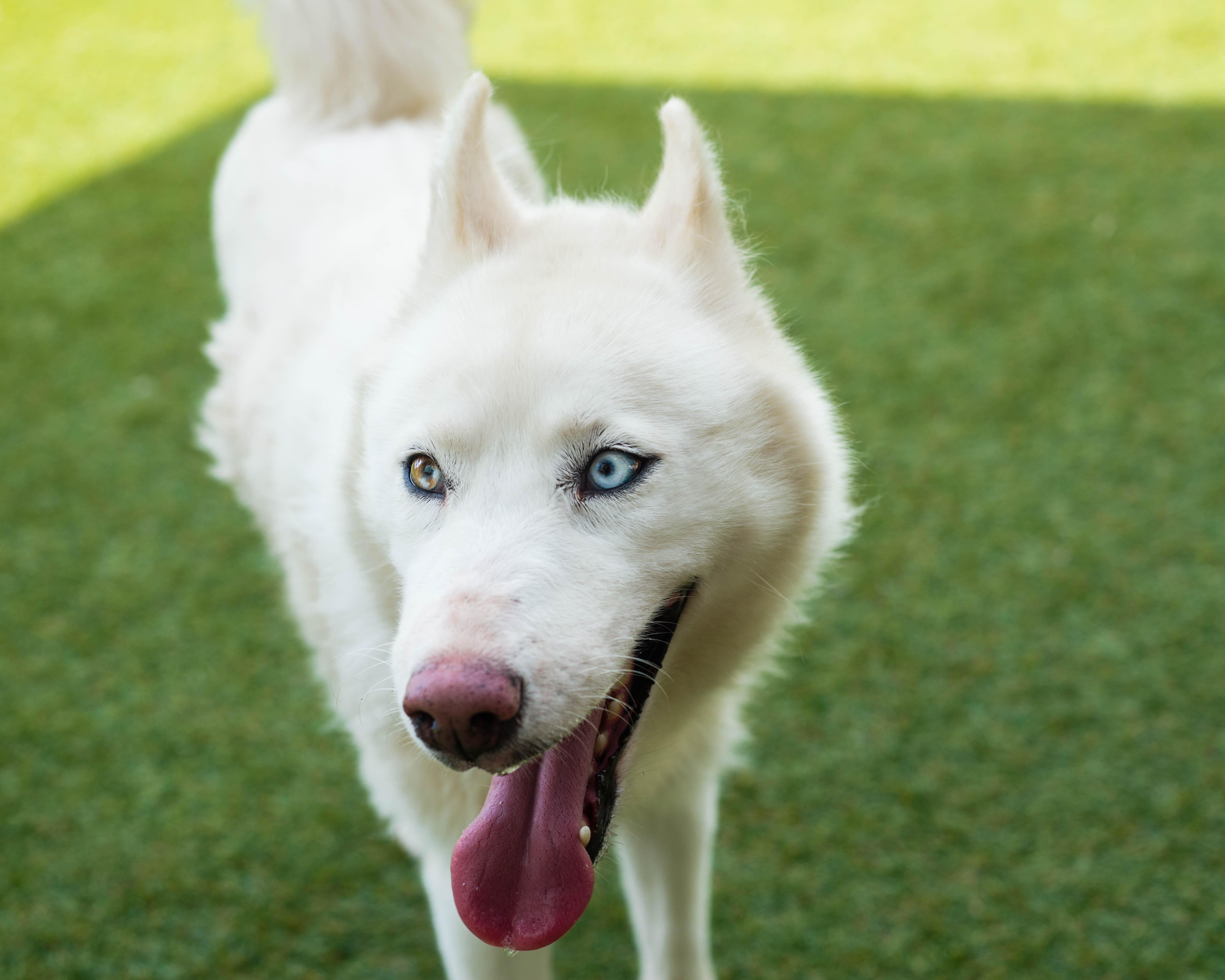 An adult medium-sized female White / Cream Siberian Husky dog named Winter for adoption in Mont Belvieu, TX