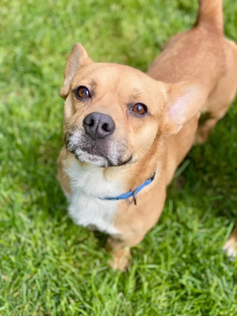 An adult small-sized male Corgi dog named David for adoption in Urbandale, IA
