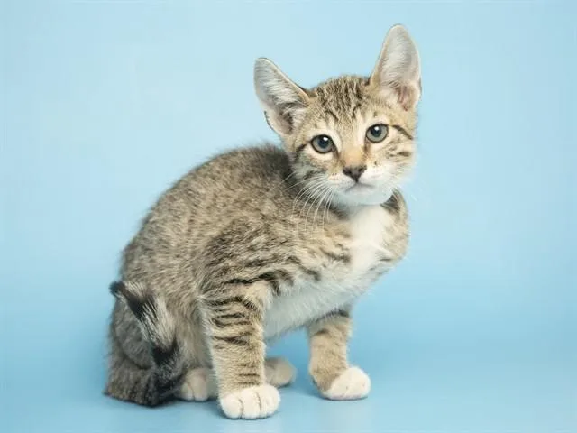 A baby small-sized male Domestic Short Hair cat named Dorito for adoption in Phoenix, AZ