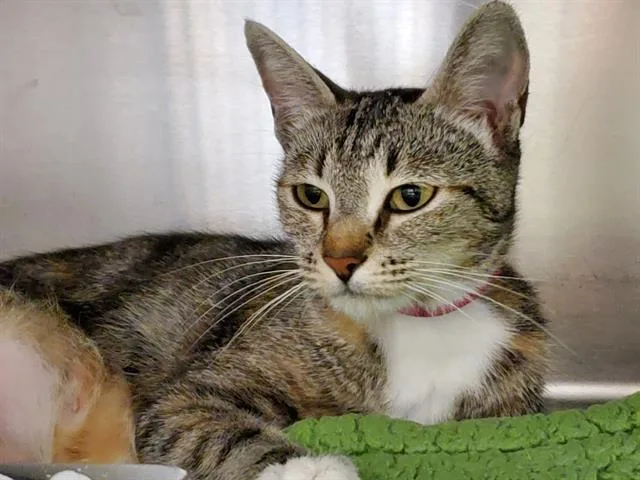 An adult medium-sized female Domestic Short Hair cat named Lil Mama for adoption in San Pedro, CA