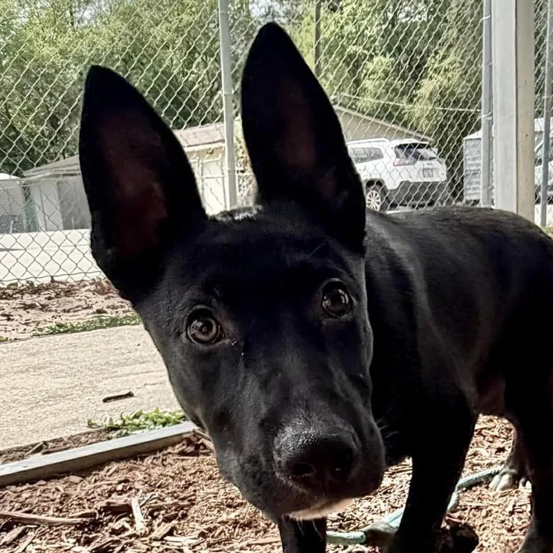 A baby medium-sized male Black German Shepherd Dog dog named Lj for adoption in Jacksonville, FL