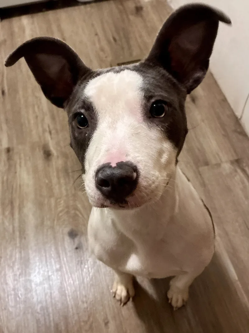 A young medium-sized female white Terrier dog named Sally Mae for adoption