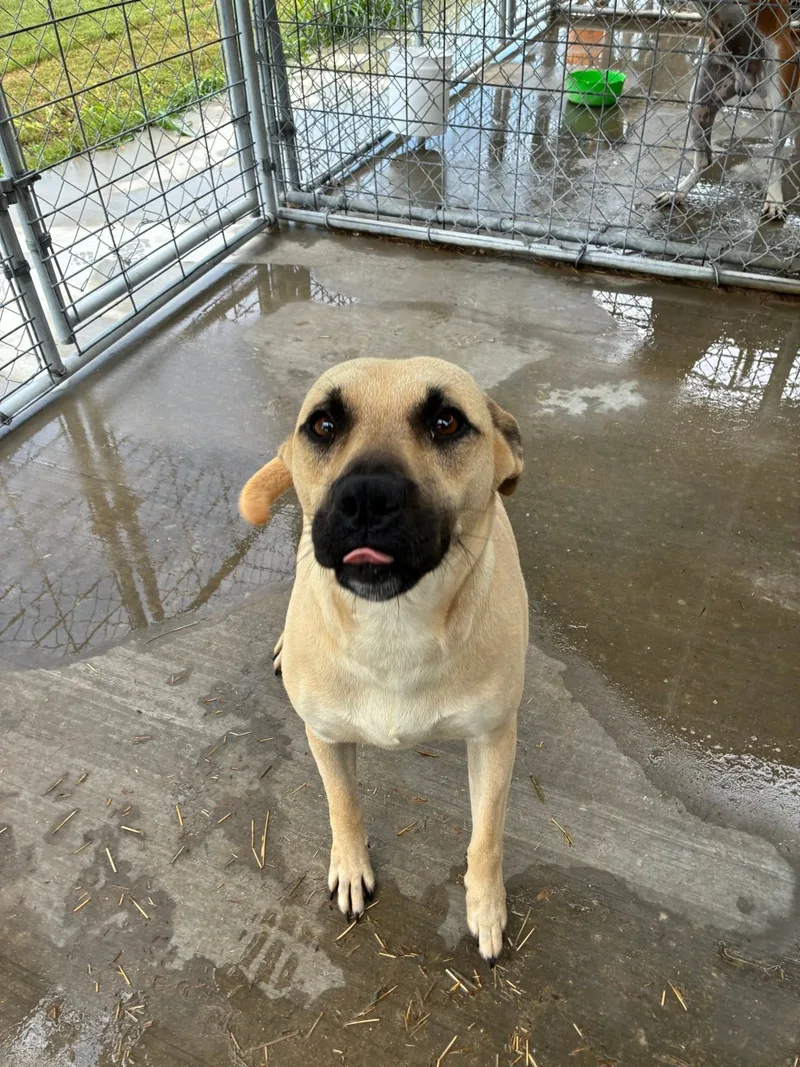 An adult large-sized female Tan Black Mouth Cur dog named Luna for adoption