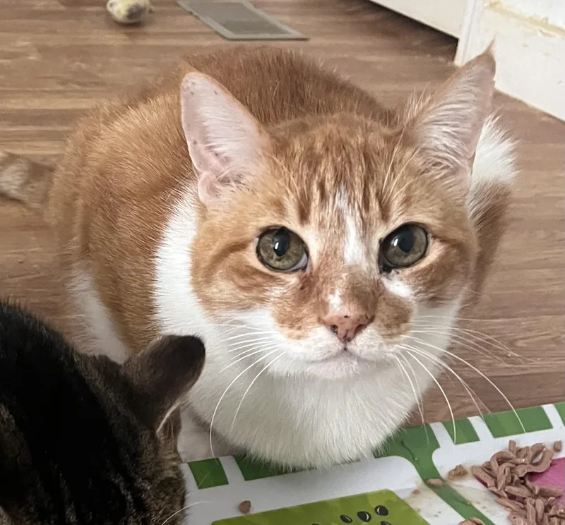 Simon