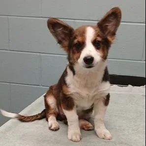 A young medium-sized male Cardigan Welsh Corgi dog named Harvey for adoption in Kansas City, MO