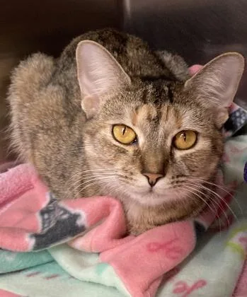 An adult medium-sized female Brown / Chocolate Domestic Short Hair cat named Ethel Chaia Kimchi for adoption in Annapolis, MD