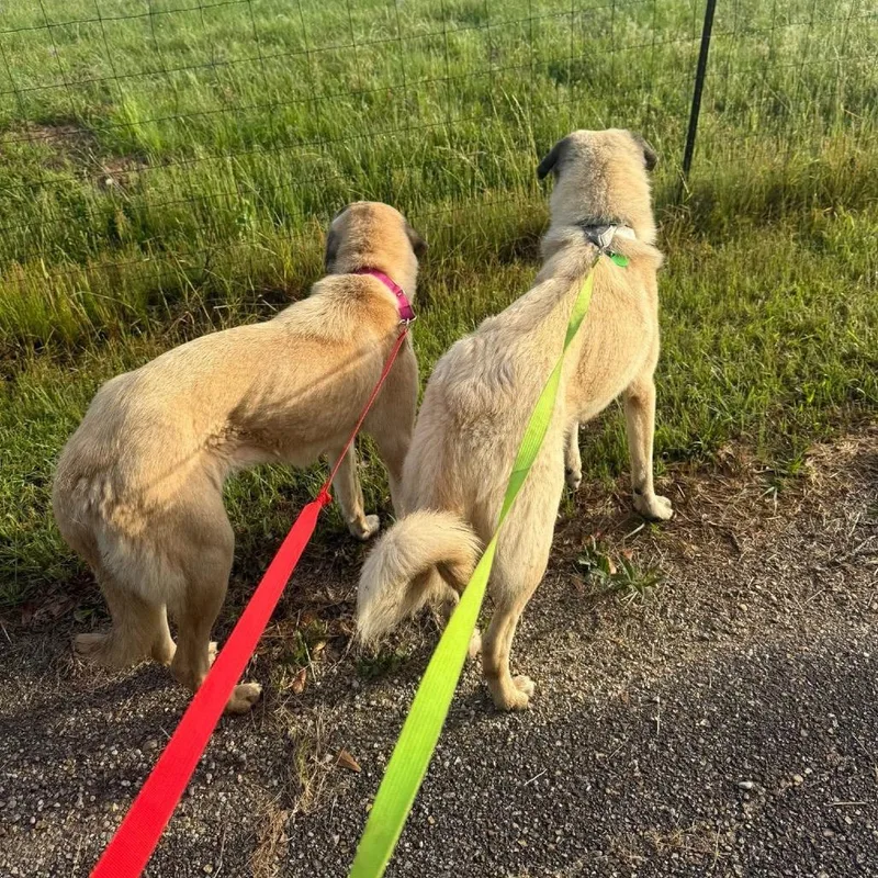 An adult large-sized female Yellow / Tan / Blond / Fawn Anatolian Shepherd dog named Mushroom for adoption in New Orleans, LA