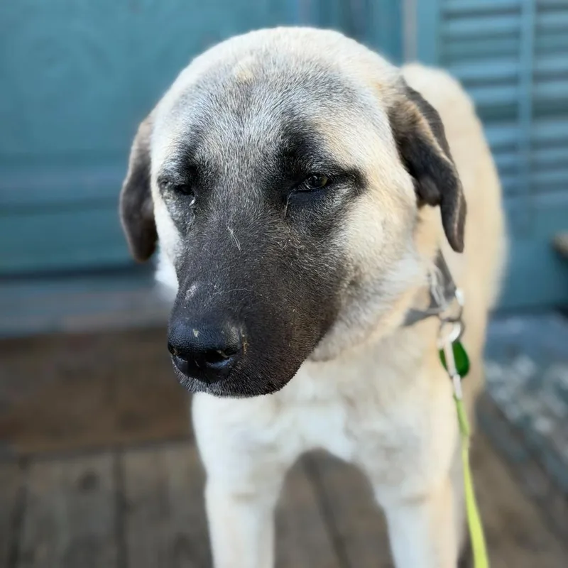 Mushroom thumbnail 2