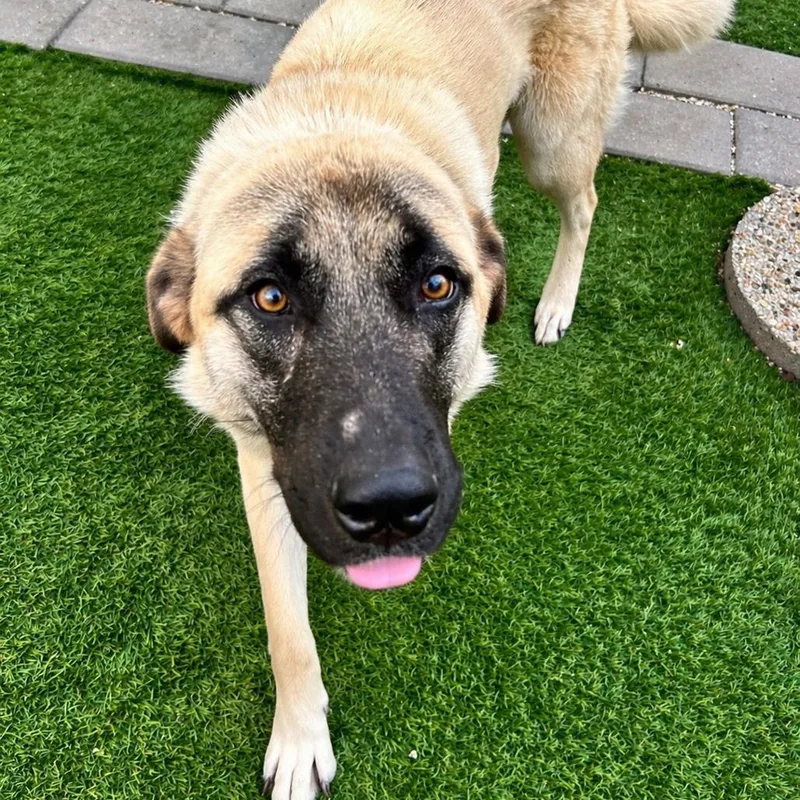 Mushroom thumbnail 3