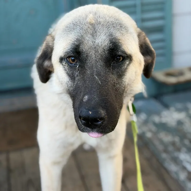 Mushroom thumbnail 4