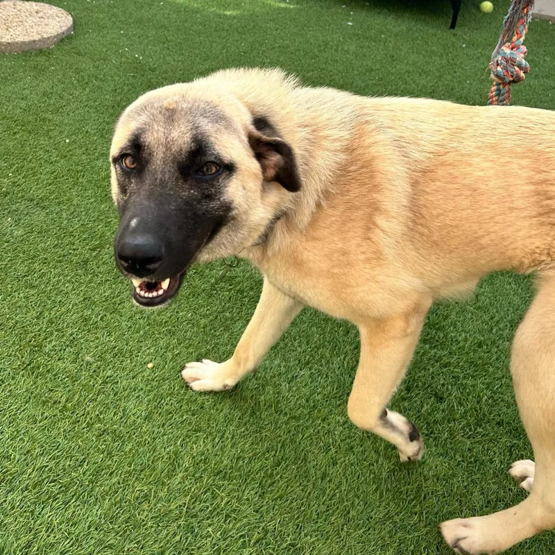 Mushroom thumbnail 5