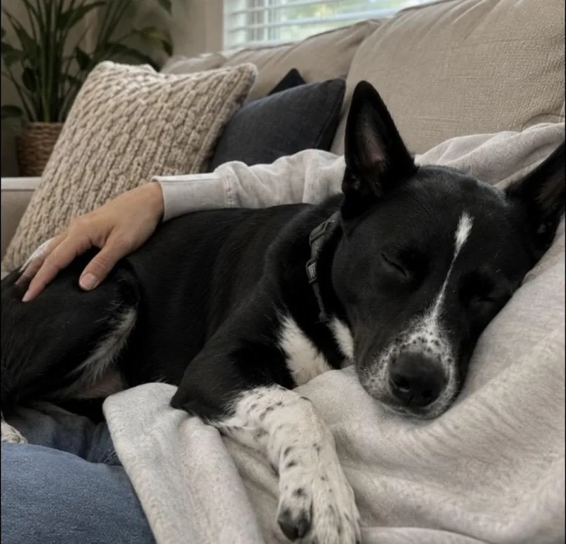 Sky  professional snuggle