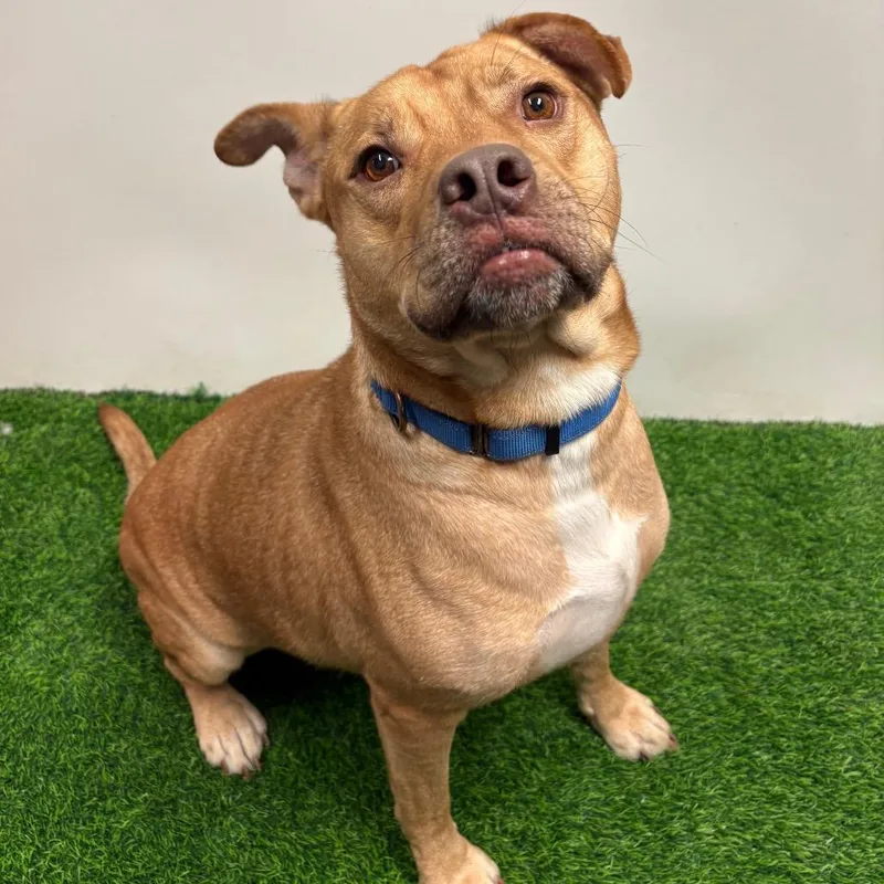 Chicken Pot Pie thumbnail 2