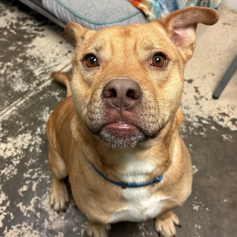 Chicken Pot Pie thumbnail 3