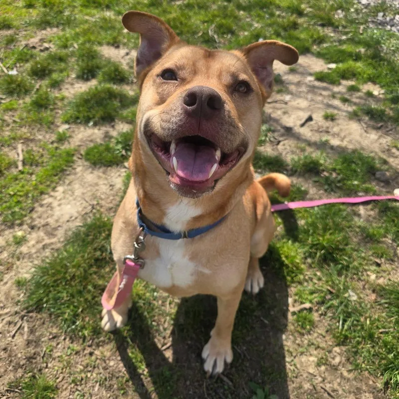 Chicken Pot Pie thumbnail 4