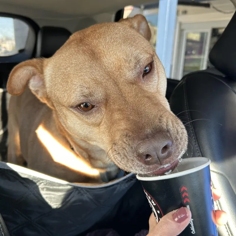 Chicken Pot Pie thumbnail 5