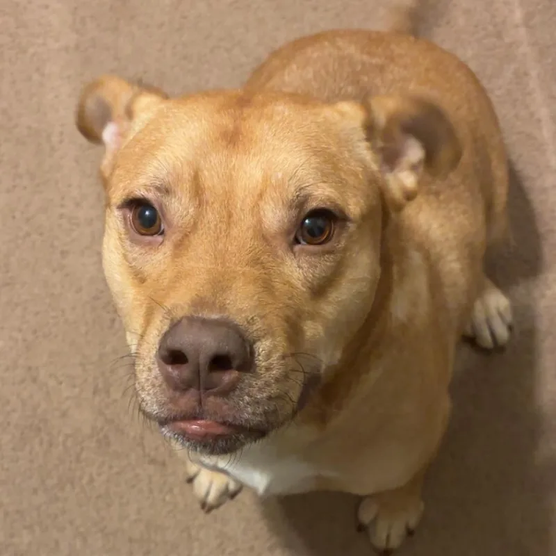 Chicken Pot Pie thumbnail 6