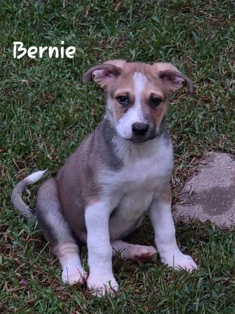 A baby medium-sized male Tricolor (Brown, Black, & White) Shepherd dog named Bernie for adoption in Douglasville, GA