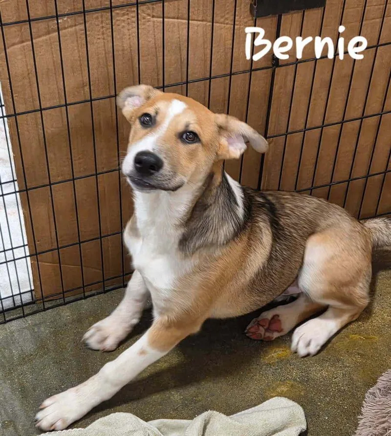 Bernie thumbnail 3
