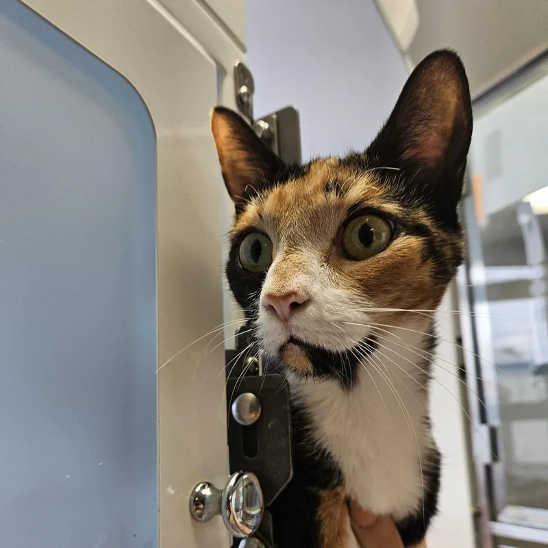 An adult medium-sized female Calico Domestic Short Hair cat named Sasha for adoption in Ridgely, MD