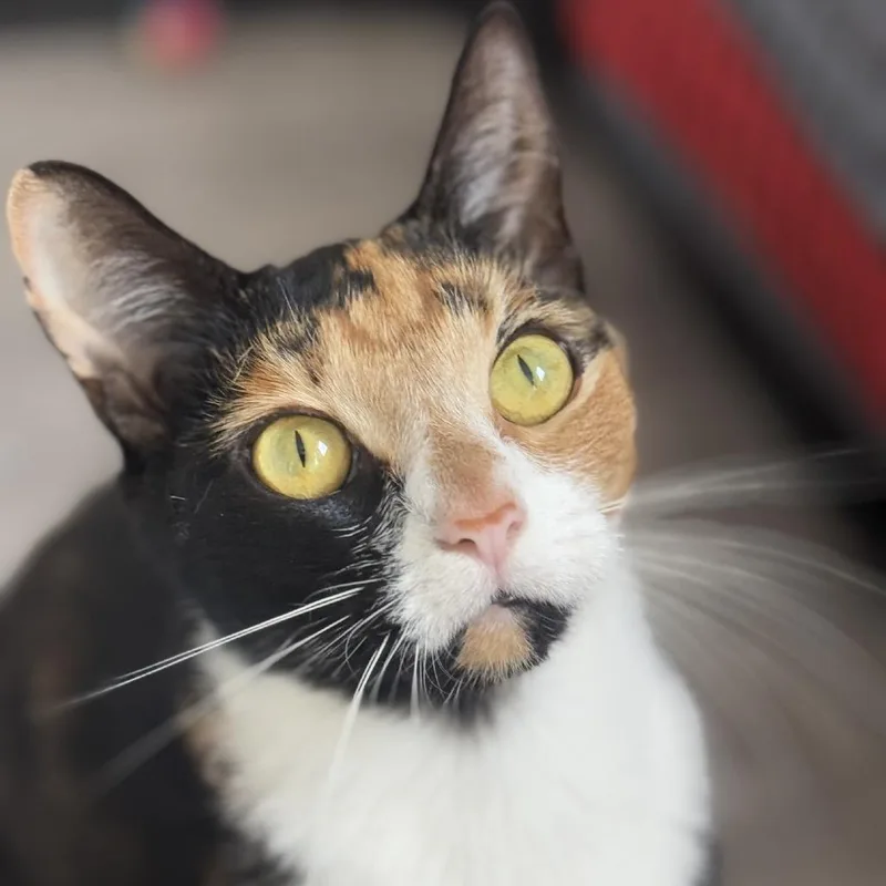 Sasha thumbnail 5