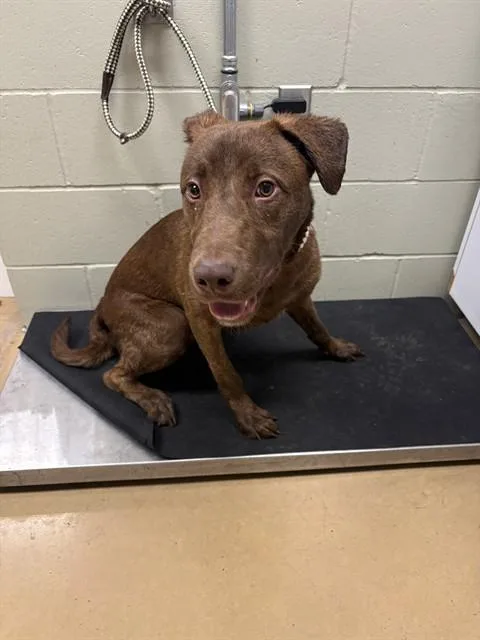 A young large-sized male Labrador Retriever dog named Apollo for adoption in Minneapolis, MN