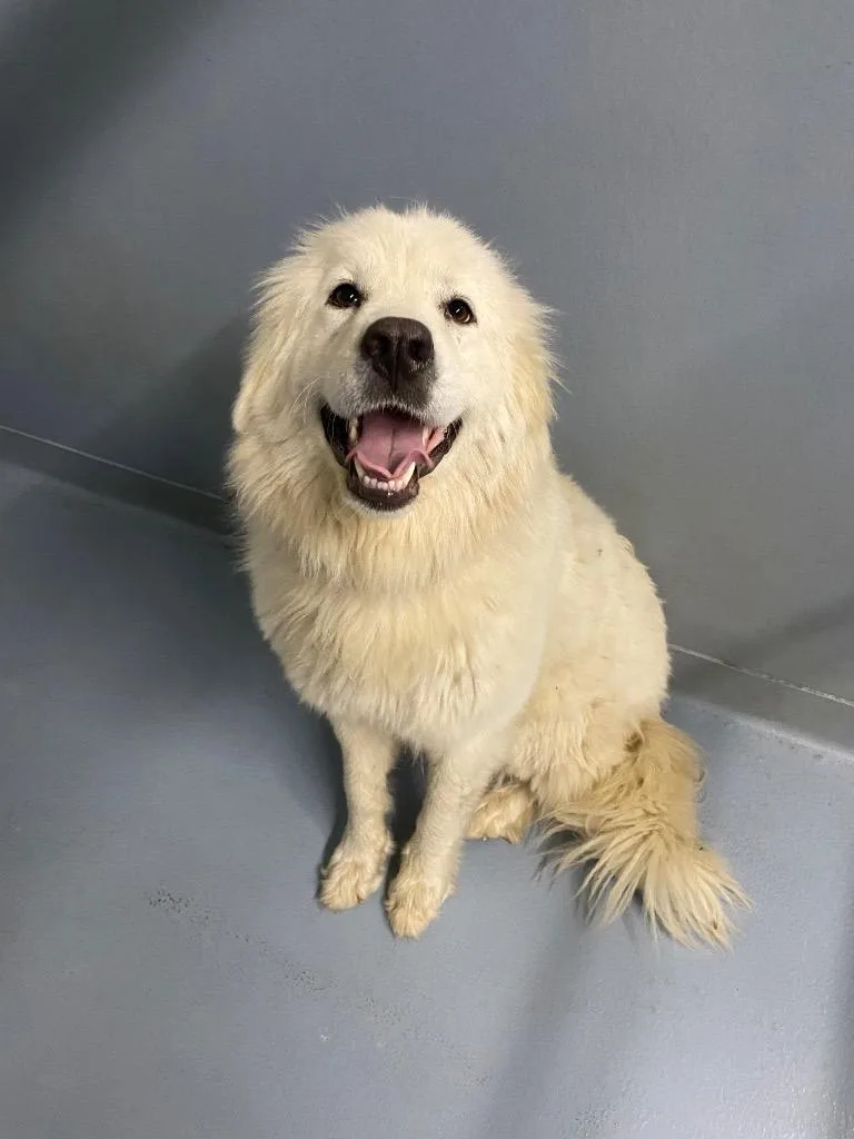 A young large-sized female Great Pyrenees dog named Cordelia for adoption in Cartersville , GA