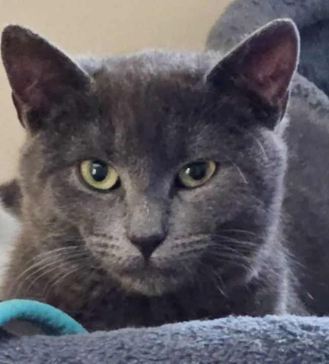 A young medium-sized female Gray / Blue / Silver Domestic Short Hair cat named Bleu for adoption in Spotswood, NJ