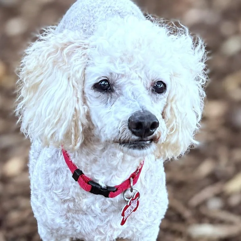 A senior small-sized female Yellow / Tan / Blond / Fawn Miniature Poodle dog named Paris for adoption in Boerne, TX