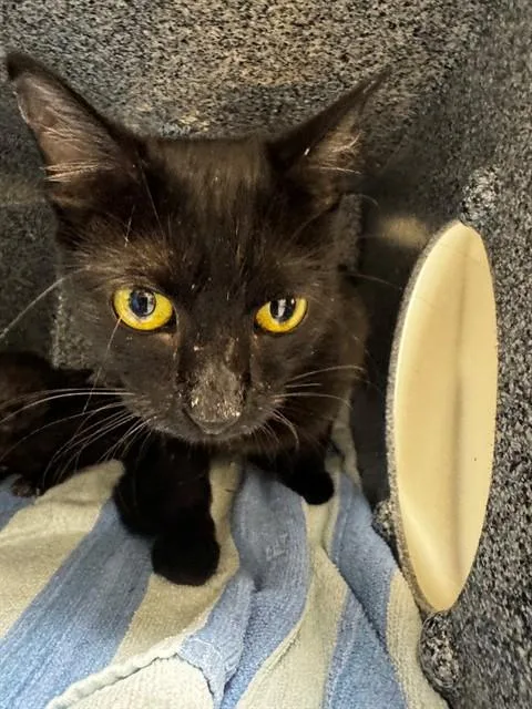 A young medium-sized female Domestic Short Hair cat named Sasha for adoption in Naples, FL