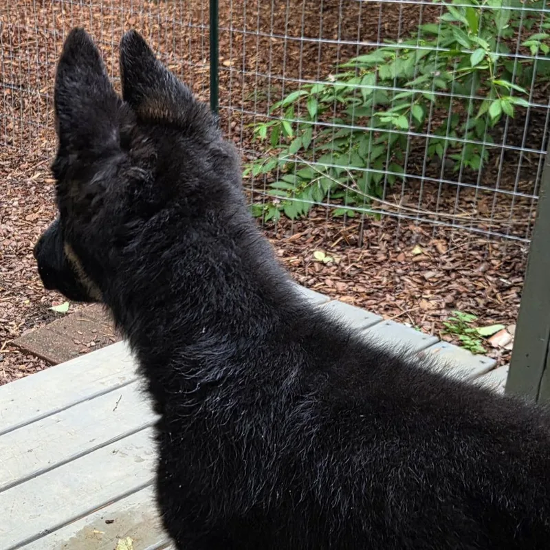 A baby medium-sized female Black German Shepherd Dog dog named Artemis for adoption in Johnson City, TN