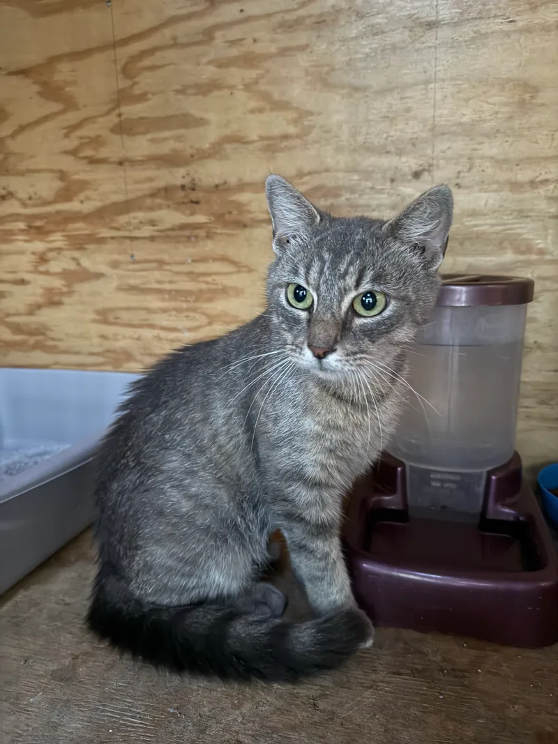 A young small-sized female grey tabby American Shorthair cat named Lisa Marie for adoption