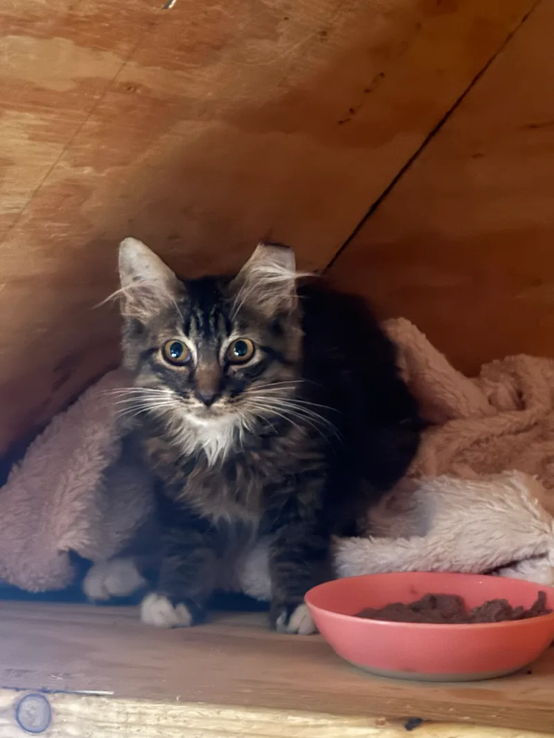 A young small-sized male Tabby and White Domestic Long Hair cat named Ozzie for adoption