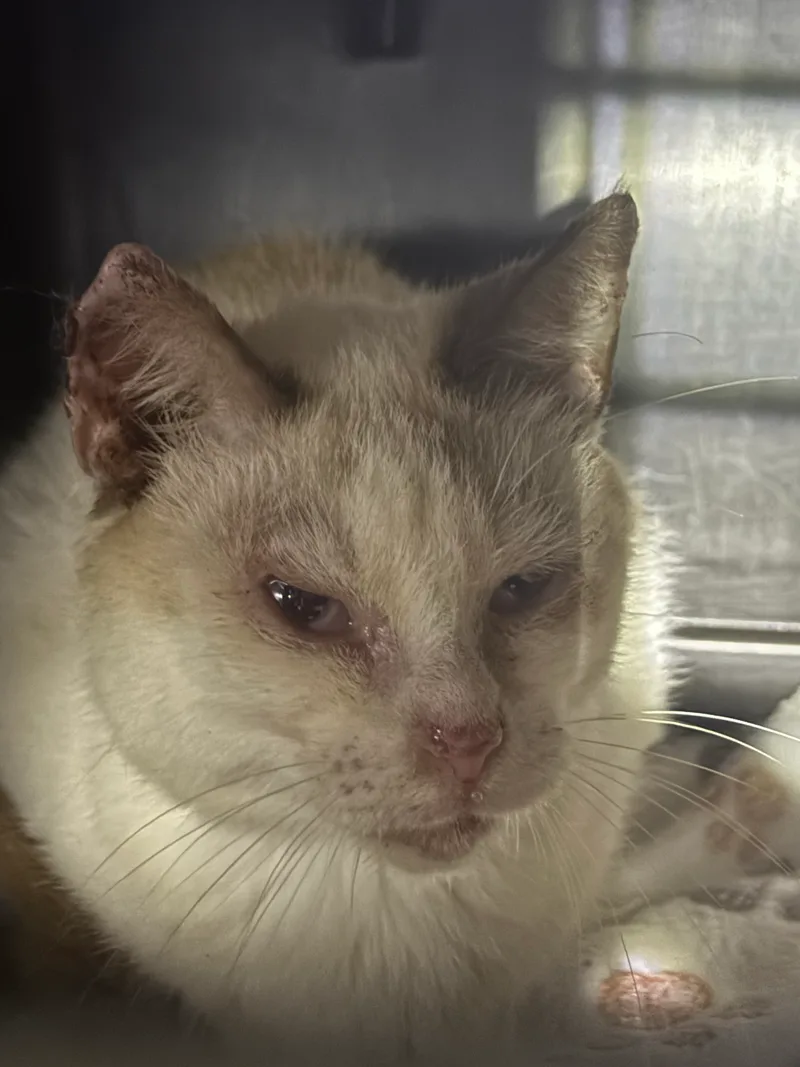 A young small-sized female White and Orange American Shorthair cat named Gracie for adoption