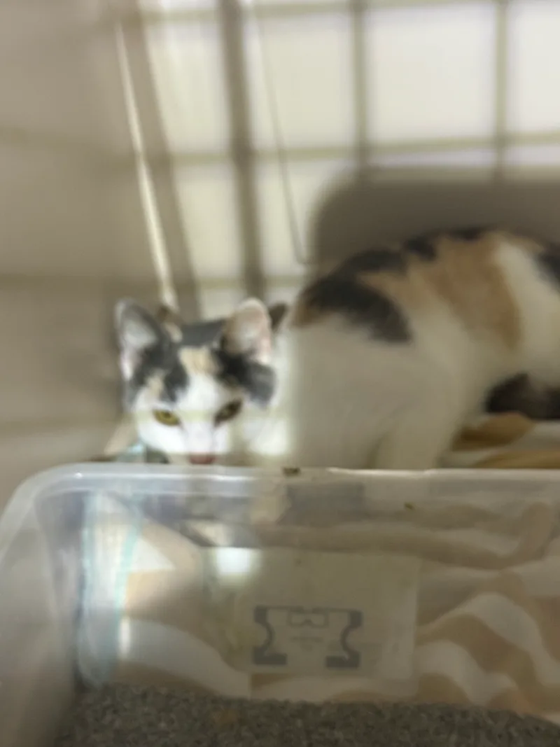 A young small-sized female Grey American Shorthair cat named Leverne for adoption
