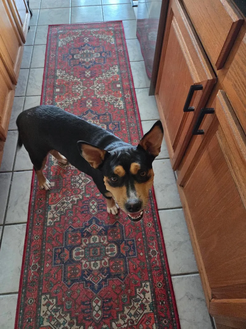 Roxie thumbnail 3