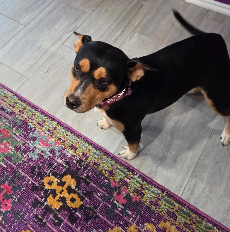 Roxie thumbnail 4