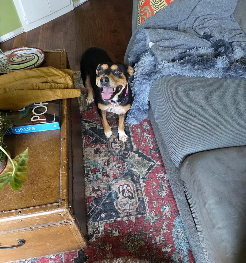 Roxie thumbnail 2