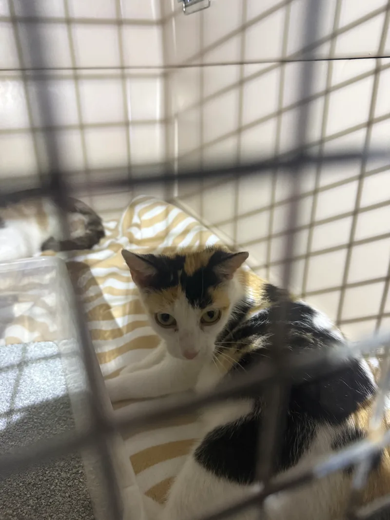 A young small-sized female Black American Shorthair cat named Shirley for adoption