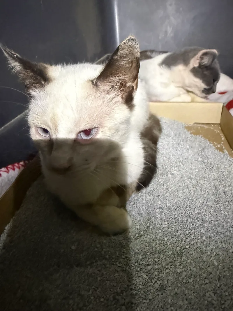 A young small-sized male White with Tabby Tipped Ears American Shorthair cat named Rabbit for adoption