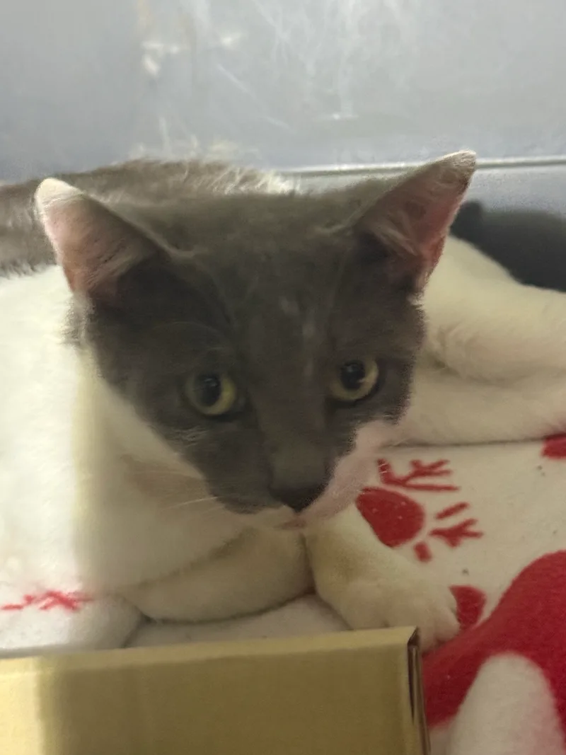 A young small-sized female Grey and White American Shorthair cat named Laura for adoption
