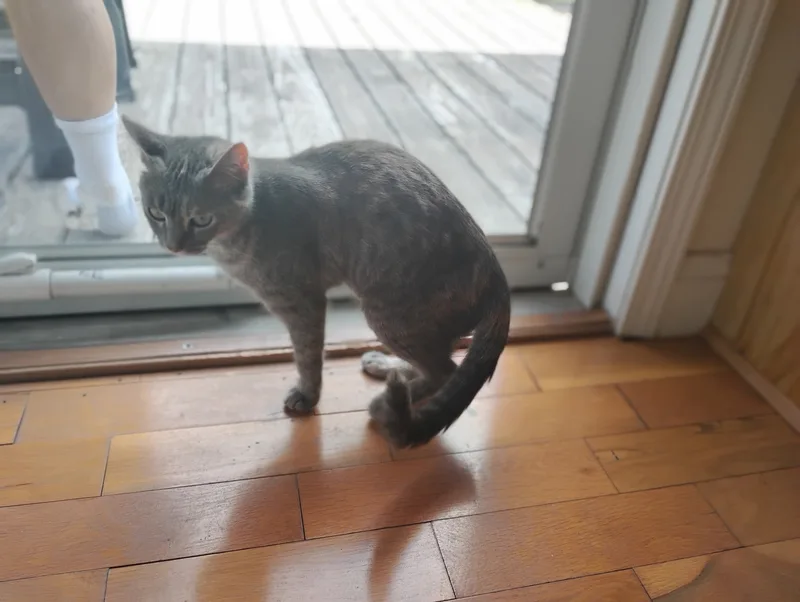 A young small-sized female Calico American Shorthair cat named Momma Mollie for adoption