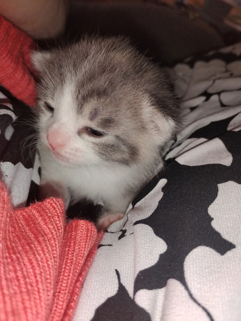 A baby small-sized female Grey American Shorthair cat named Millie for adoption