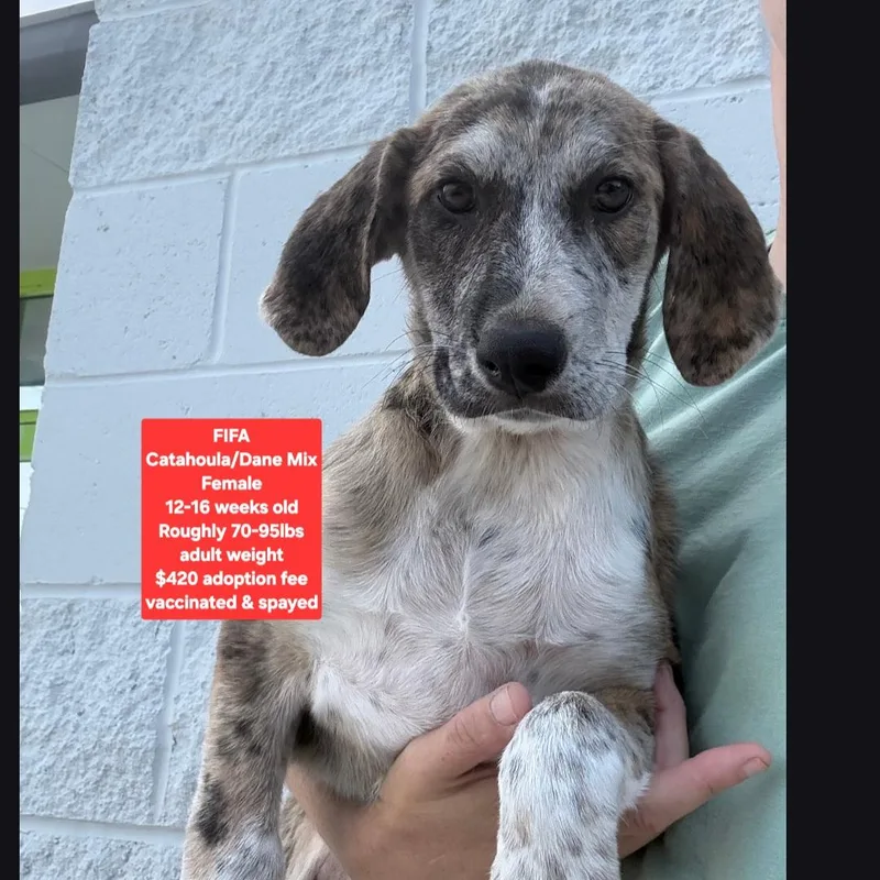 A baby large-sized female Catahoula Leopard Dog dog named Fifa for adoption in Oviedo, FL