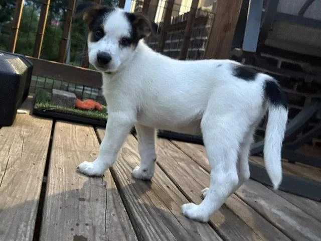 A baby large-sized male Australian Shepherd dog named Fillmore for adoption in Newport, KY