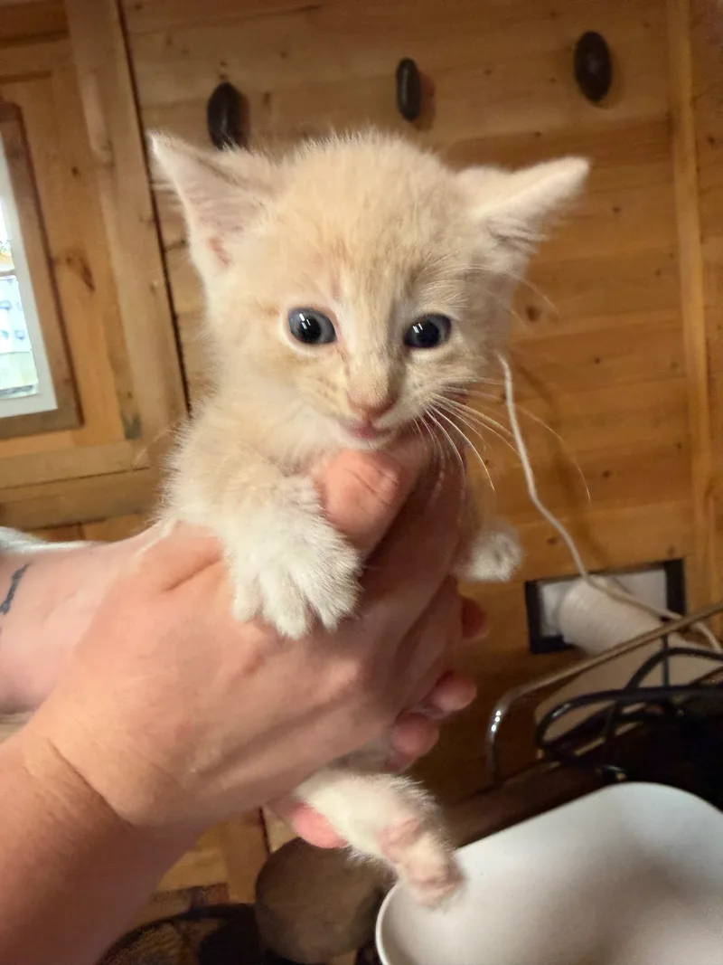 A baby small-sized male Orange and White American Shorthair cat named CB (now nugget) for adoption