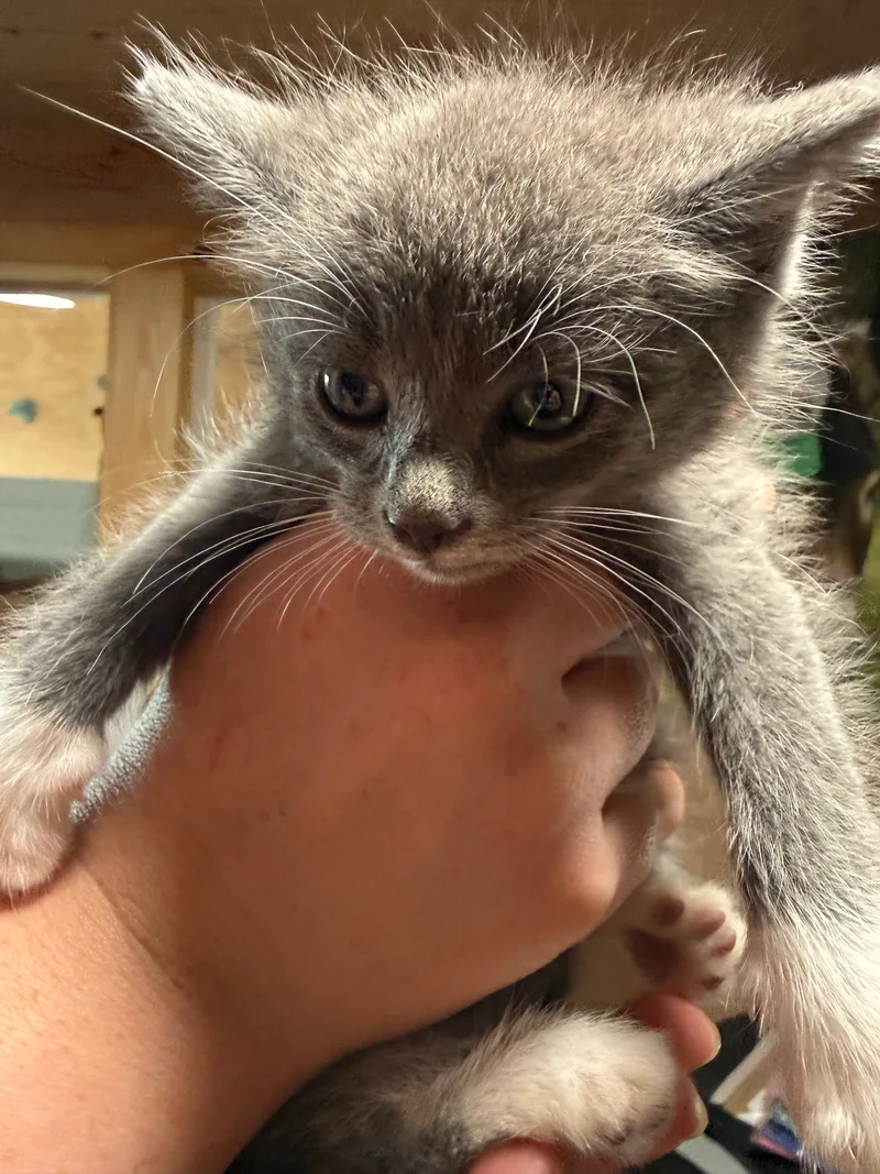 A baby small-sized male Grey and White American Shorthair cat named Blue for adoption