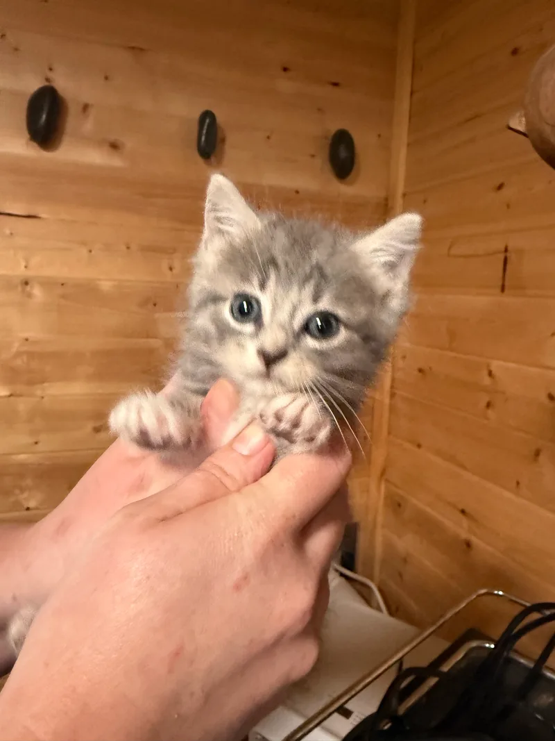 A baby small-sized female Grey Calico American Shorthair cat named Presley for adoption